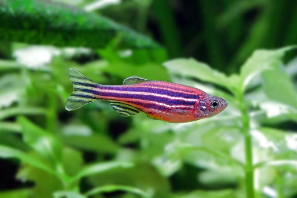 The Zebrafish solution (Day 133)