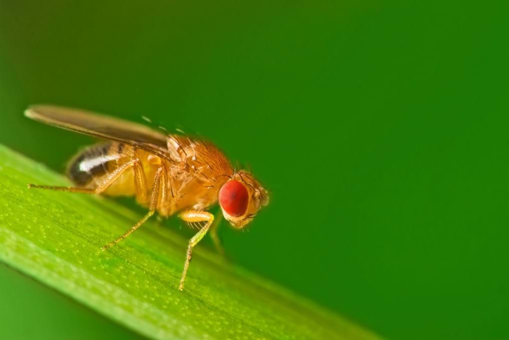 Fruit flies, canaries, wine and chemical hazards (Day 165)