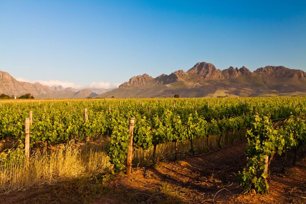 Raising a sustainable glass of South African wine (Day 304)