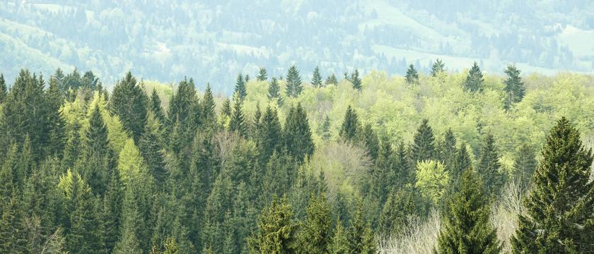 Negative Emission Bio Based Circular Economy