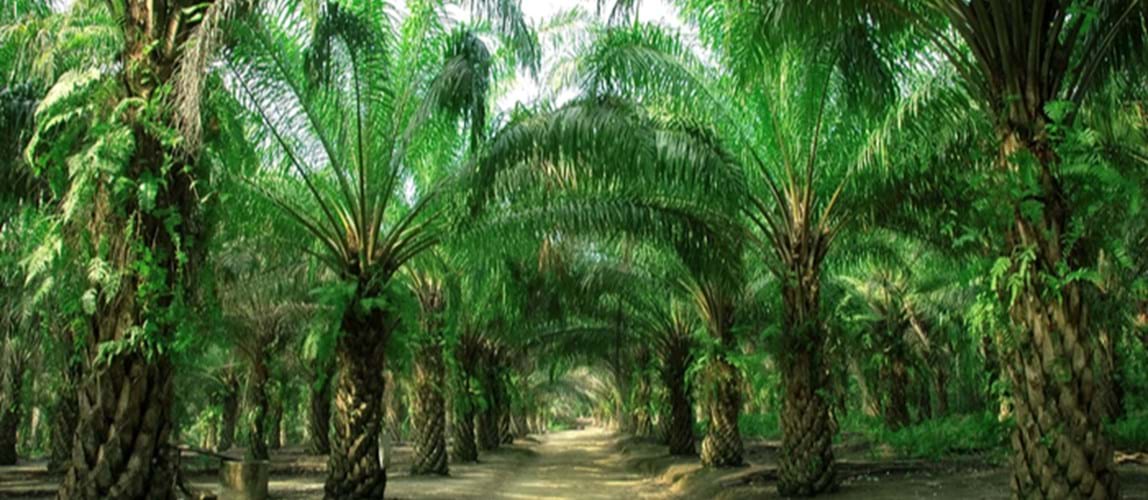 7th IPOSC: Shifting Sustainability Compliance into Sustainability Stewardship