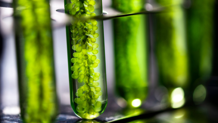 Webinar: Microalgae Biorefinery and the Prospects of Algae Green Cities