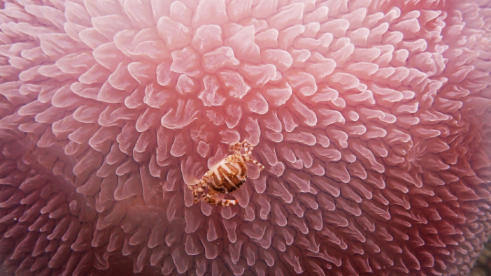 Webinar: How Can Pharma Embrace and Enhance Symbiosis?