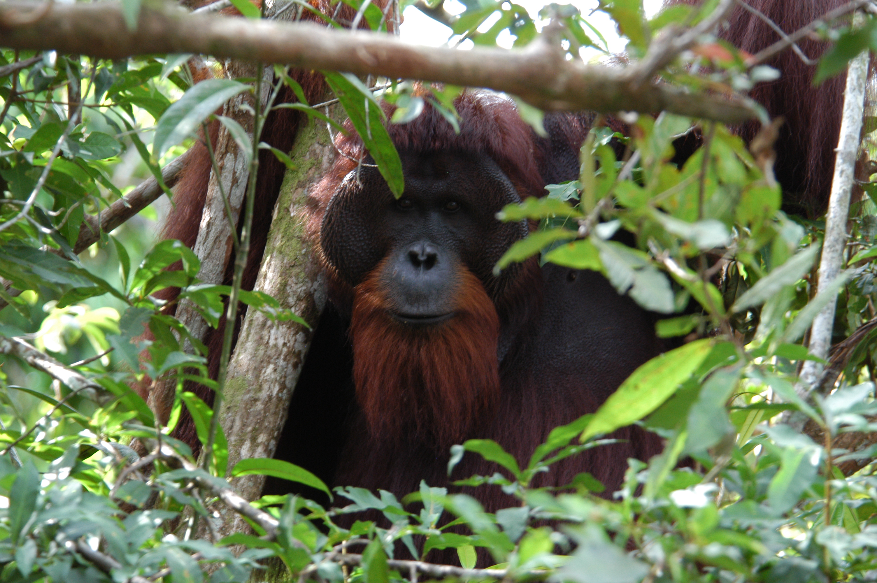 Webinar: The Role of Sustainable Palm Oil in Protecting Biodiversity and Ecosystems