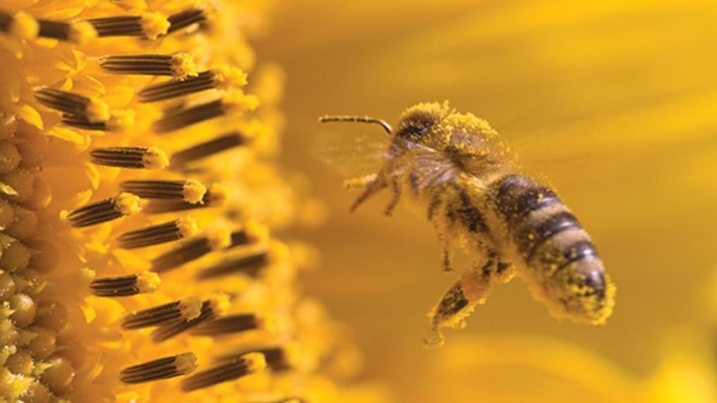 Day 300: Ten animals that are also chemical engineers