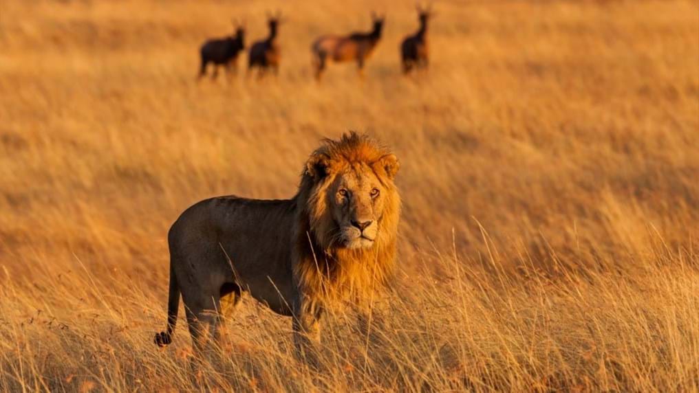 Day 68: Into the lion's den