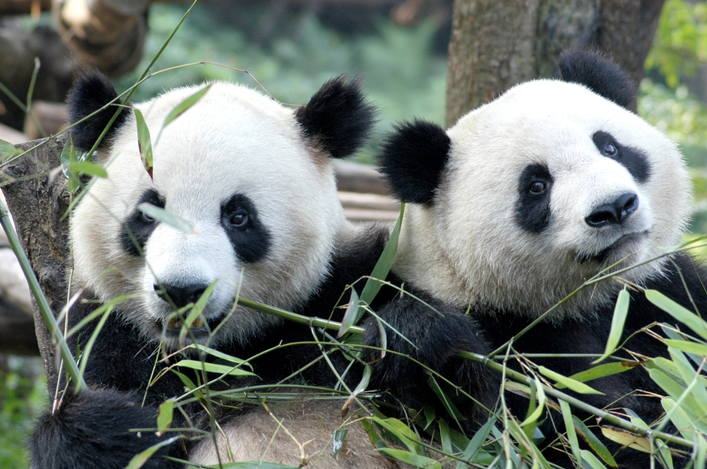 Pandas