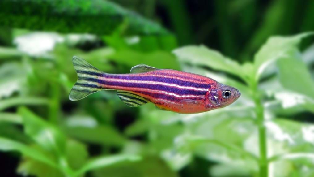Day 133: The Zebrafish solution