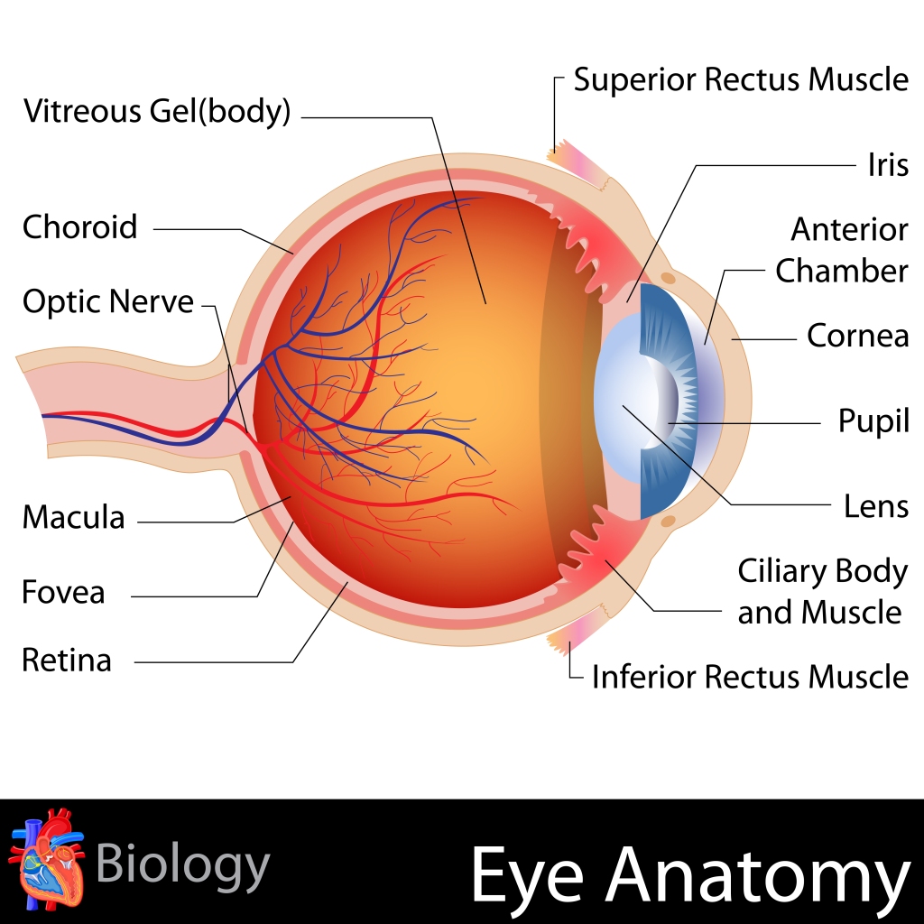 Eye anatomy