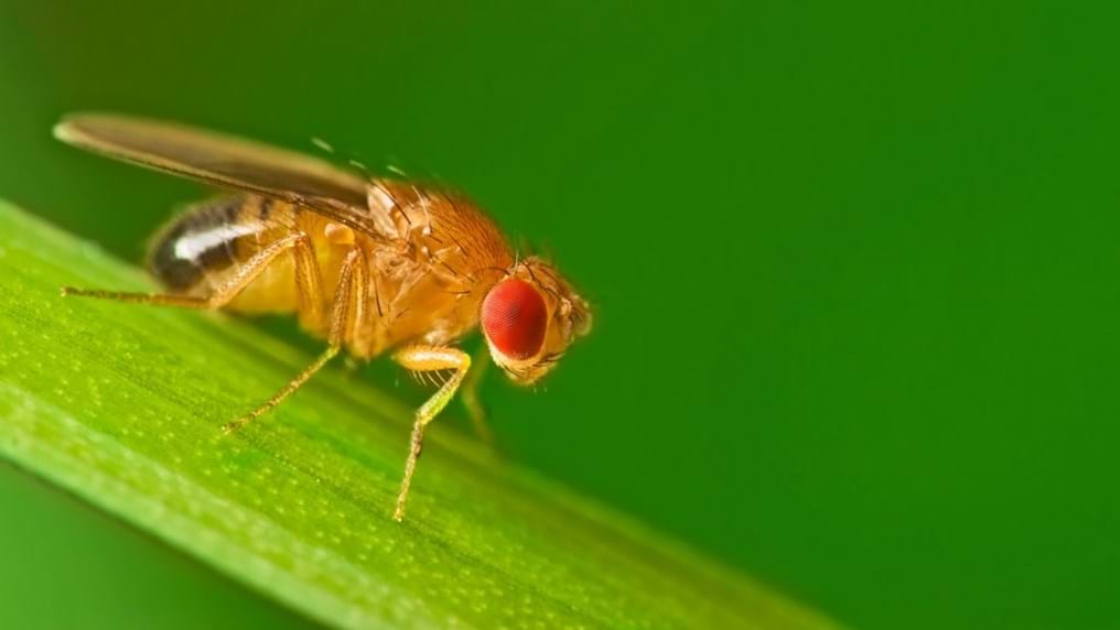 Day 165: Fruit flies, canaries, wine and chemical hazards