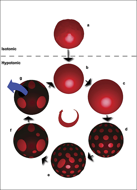 Cyclical changes in membrane of tiny artificial bubbles