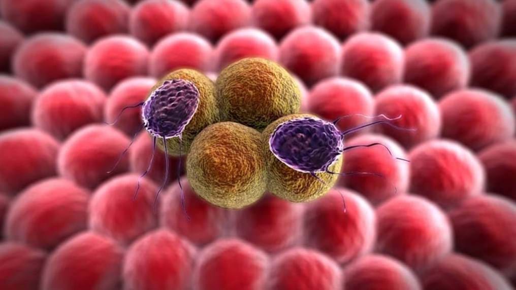 Day 186: Closing the 'pores' on cancers