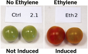Pairs of cherry tomatoes sat in jars attached to flasks with cultures of engineered Escherichia coli