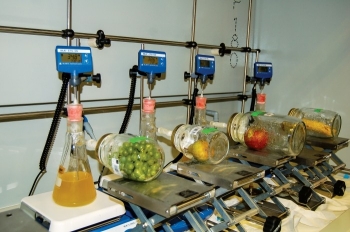 Bacteria in flasks connected to jars containing unripe fruits