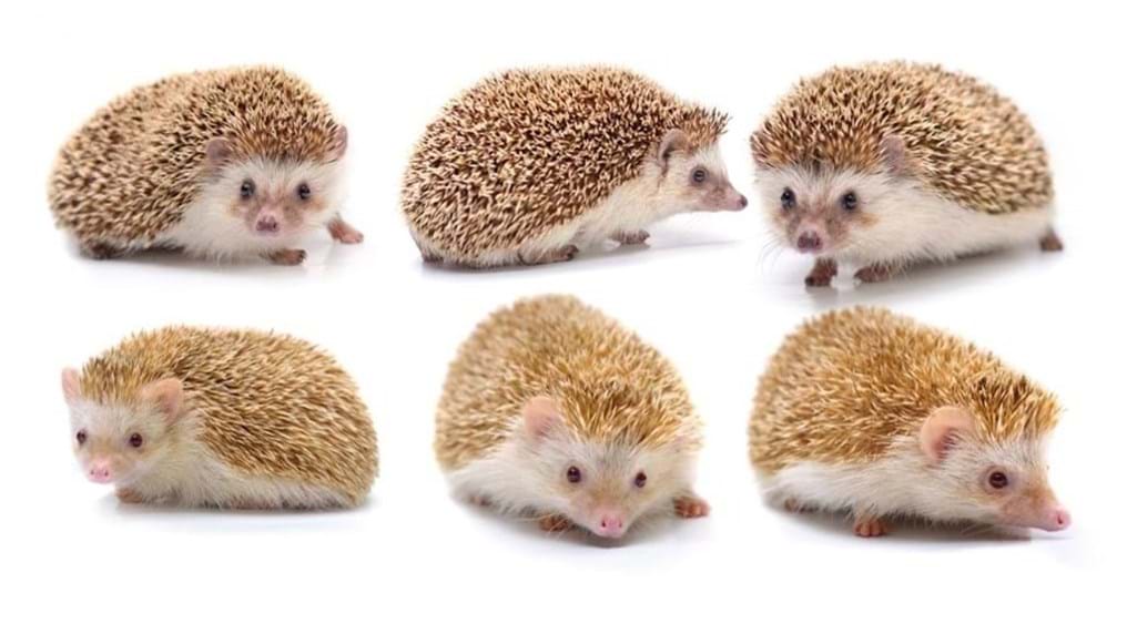 Day 258: Painting by hedgehogs