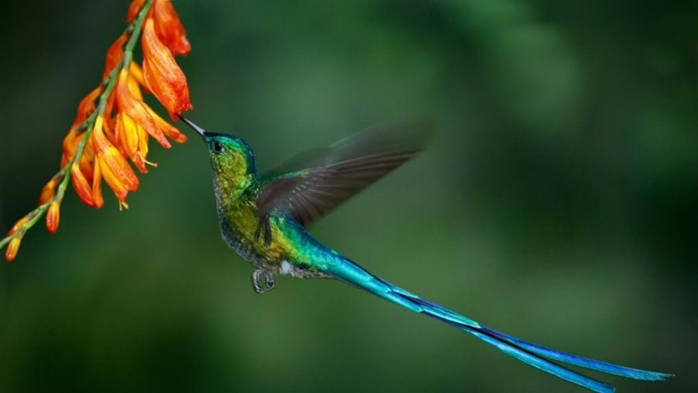 Day 272: Hummingbird® propels biofuel technology into the 21st century