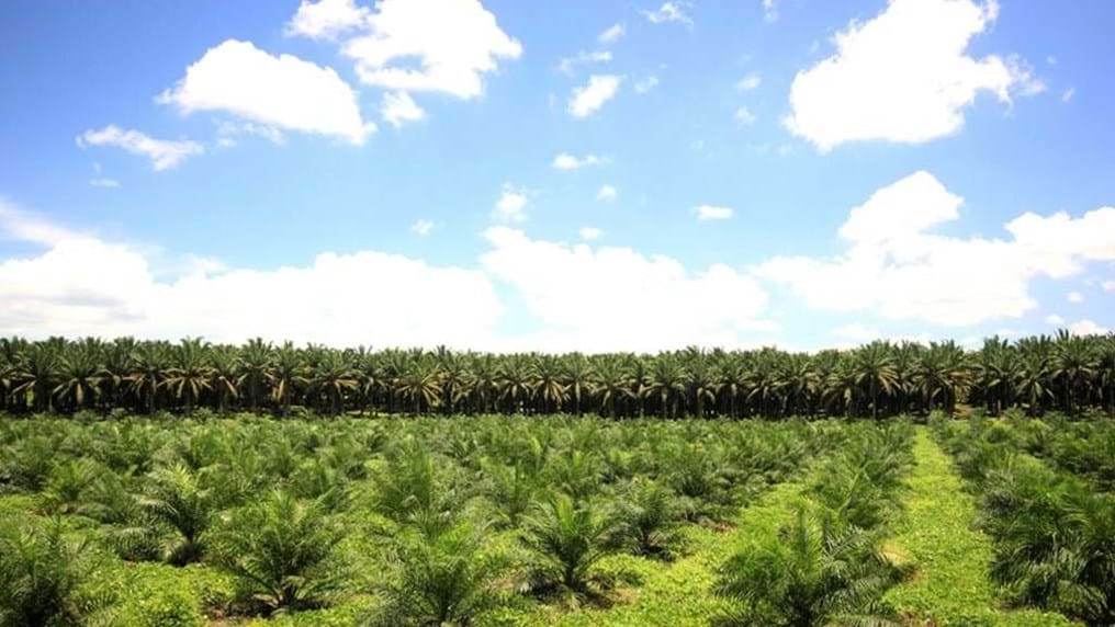 Day 279: Yeast revealed as alternative to palm oil