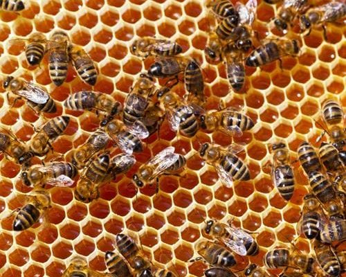 Honey bees