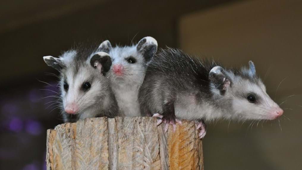 Day 307: Blog leads to a breakthrough in antivenoms