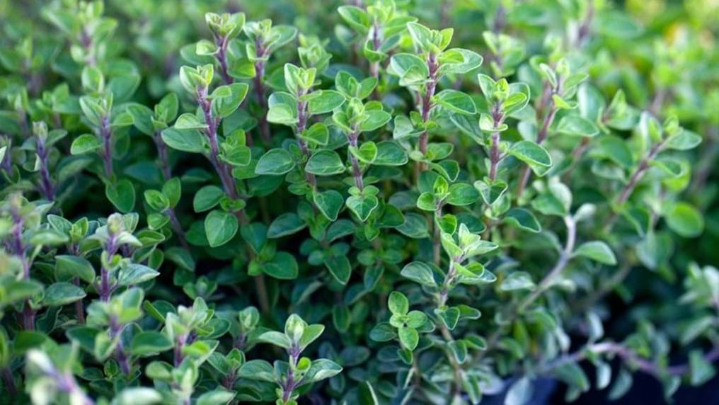Day 346: Using oregano as an antibacterial agent