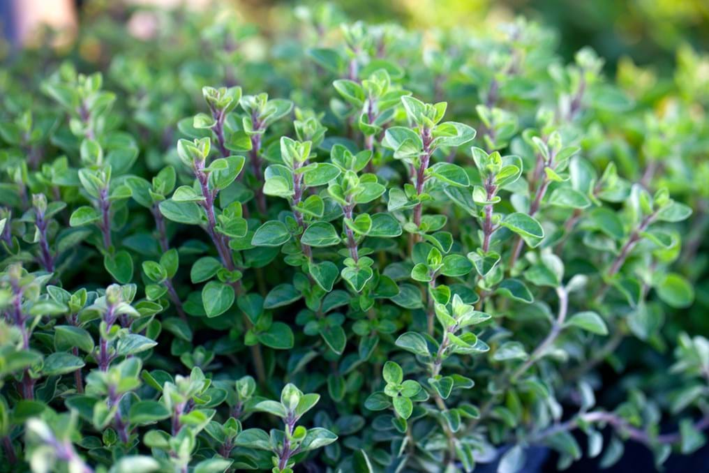 Using oregano as an antibacterial agent (Day 346)
