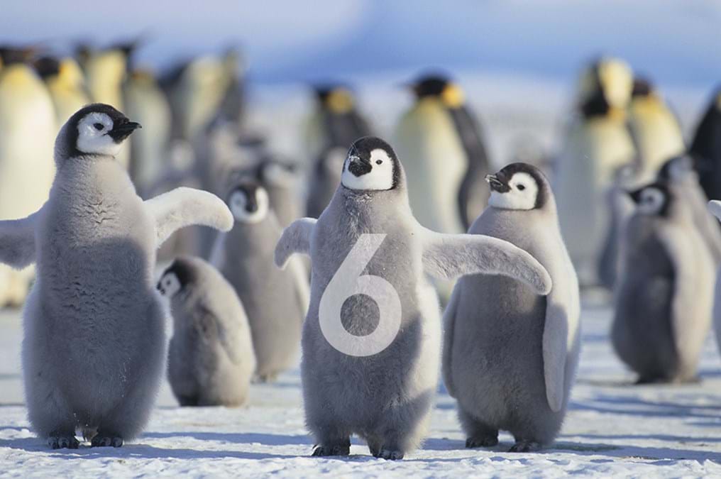 Six continents but why don't penguins read my blog? (Day 360)