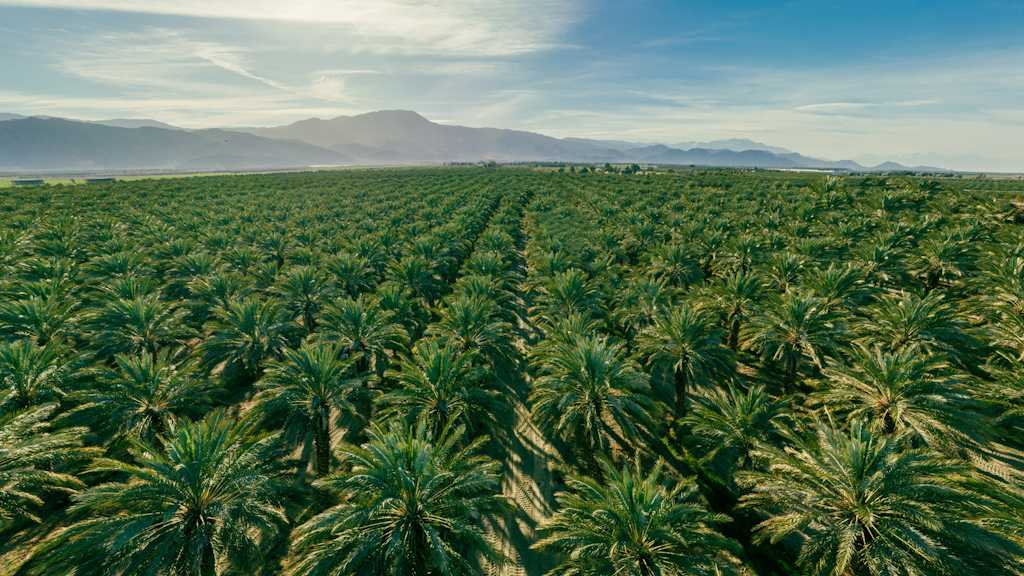 Webinar: Palm Oil Processing Special Interest Group Annual Meeting