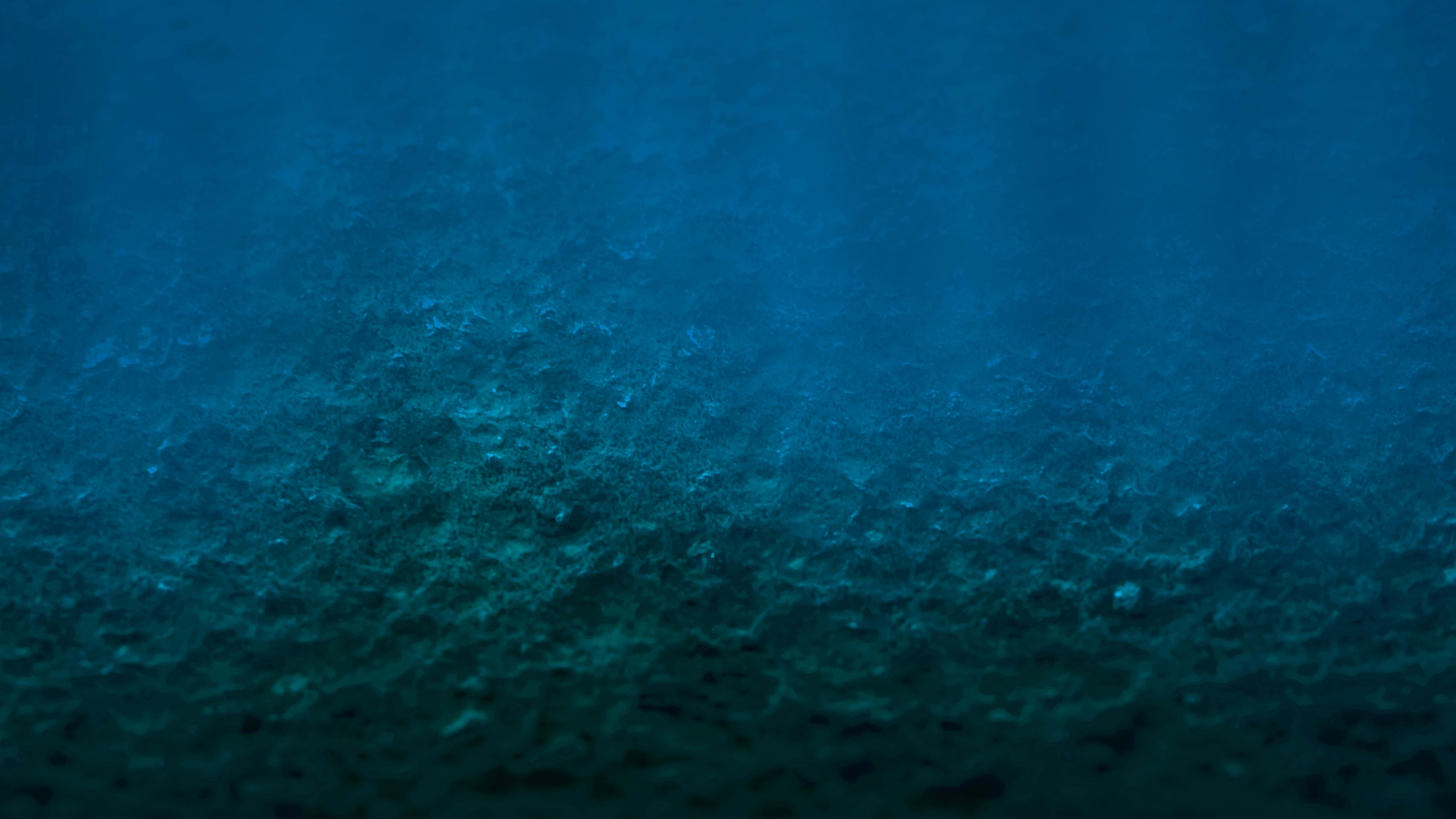 TCE article: Deep-sea mining found to significantly reduce life on the seabed