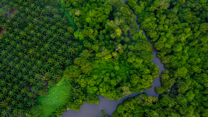 Webinar: Driving Sustainability in Palm Oil: RSPO’s Role, Standards, and Impact