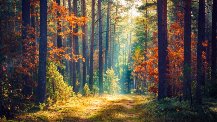 Nature Inspired Chemical Engineering Christmas Lecture