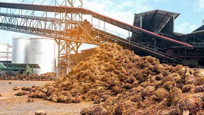 Palm Oil Processing