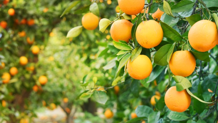 Electronics in Horticulture – the Plant is in Control