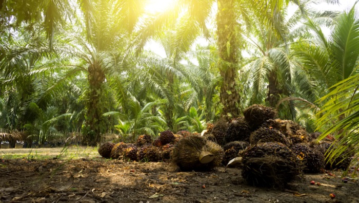 Webinar: Current Technological Development and Future Prospects of Palm Oil Industry in Malaysia