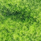 Radiation tolerant ‘cleaning’ alga discovered