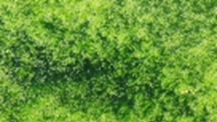 Radiation tolerant ‘cleaning’ alga discovered