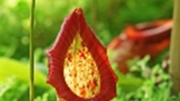 Carnivorous plant inspires protective coatings