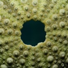 Sea urchin link to climate change control